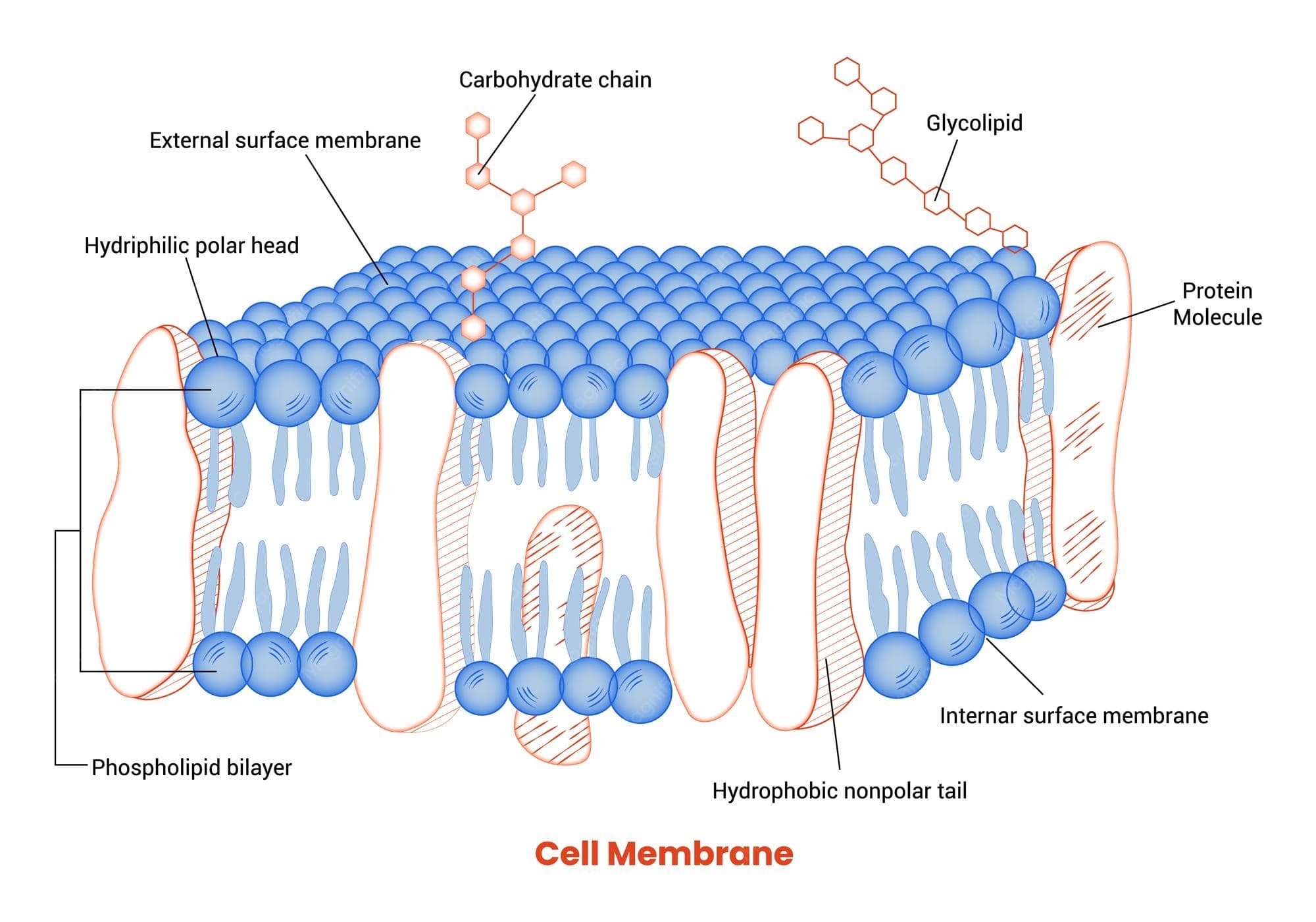 Membrane